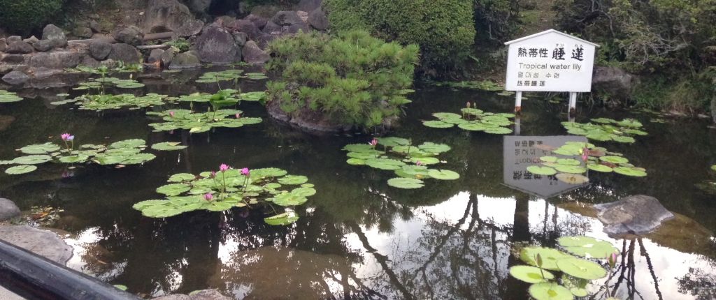 Shiraike Jigoku lake with water lillies