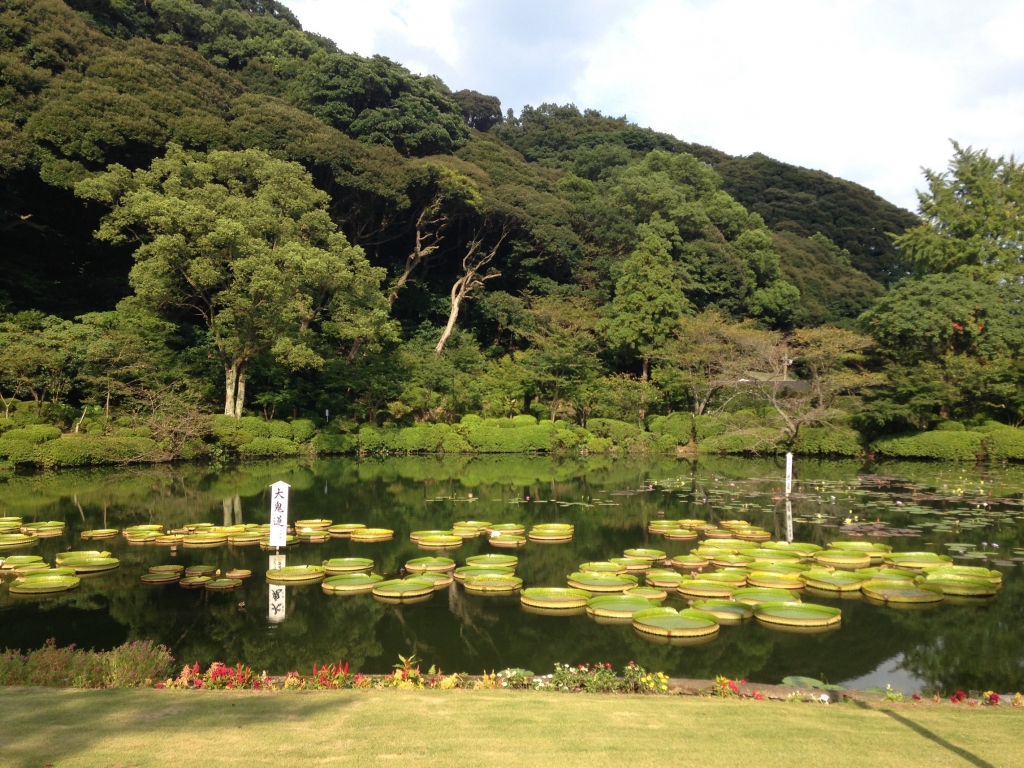 Water lilly lake