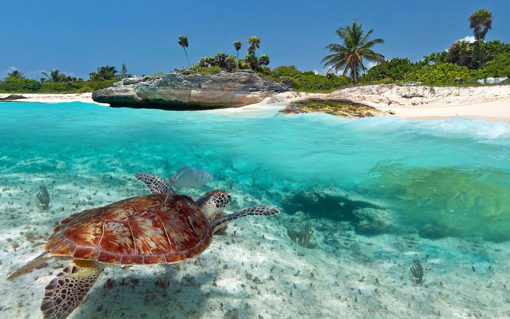 Turtle beach at Playa del Caremn