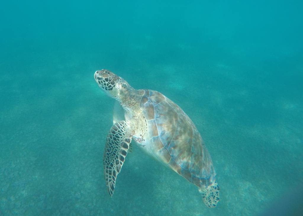 Turtle at Akumal ,Mexico | Mexico adventures by www.missathletique.com