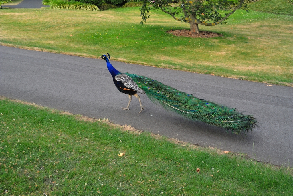 Peacock. Kew Gardens, London